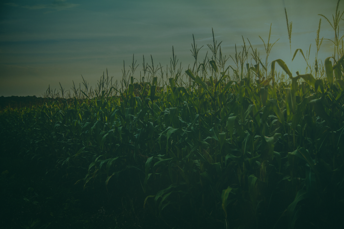 Imagem de plantação para representar o agronegócio
